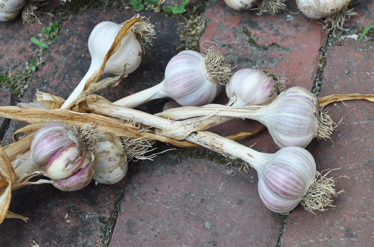 Foodie Friday How to Grow, Harvest and Store Garlic New