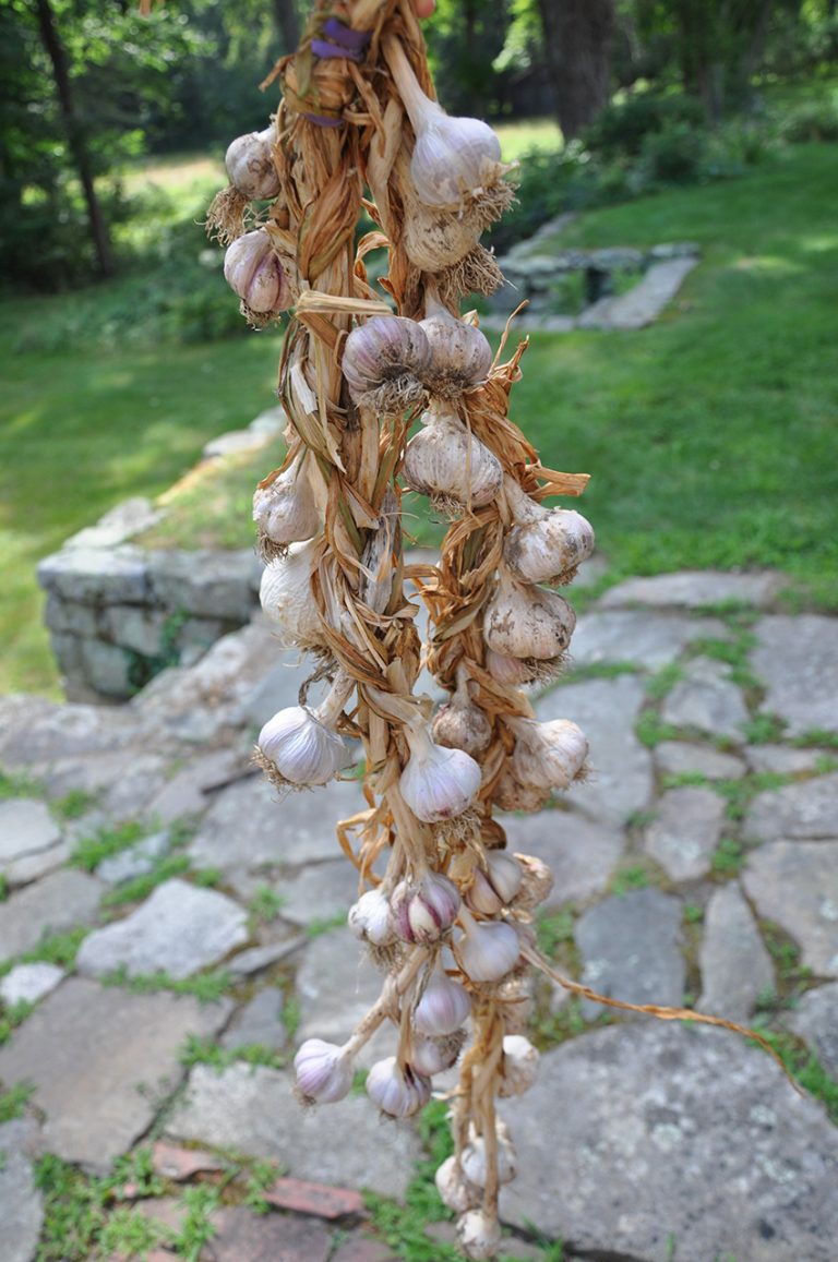 Foodie Friday How to Grow, Harvest and Store Garlic New