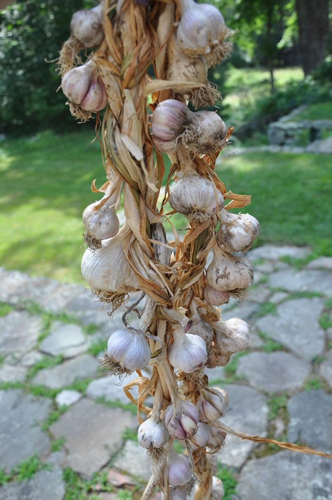 Foodie Friday How to Grow, Harvest and Store Garlic New