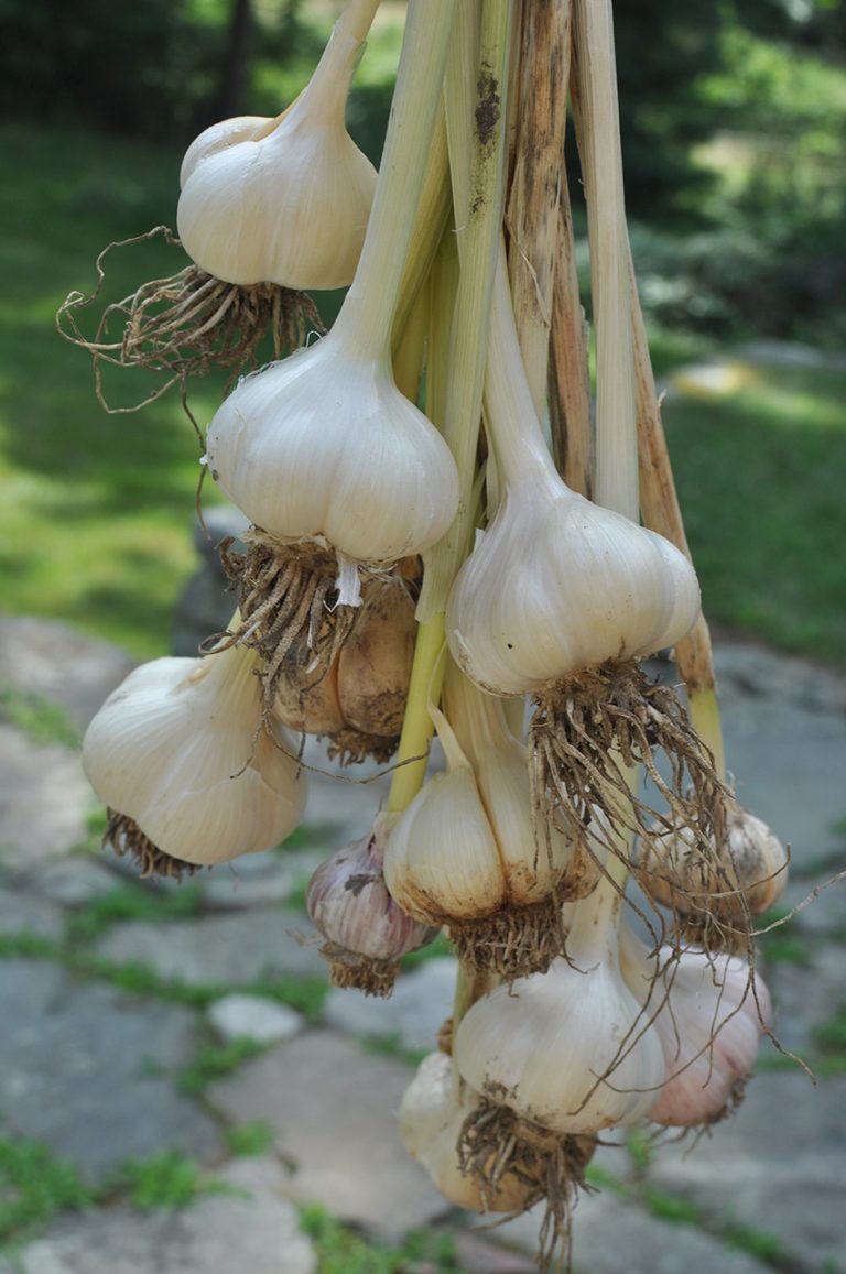 Foodie Friday How to Grow, Harvest and Store Garlic New