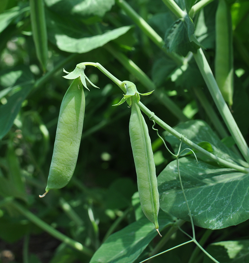 Low-Maintenance Easy to Grow Vegetables for Every Type of Garden – New